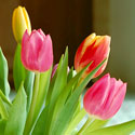 Photo  de illustration : tulipes DR