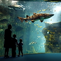 Photo  de  les requins  l'Aquarium de La Rochelle